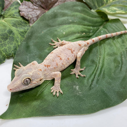 Banded Orange Blotched Retic Gargoyle Gecko 2023 Male WZS01