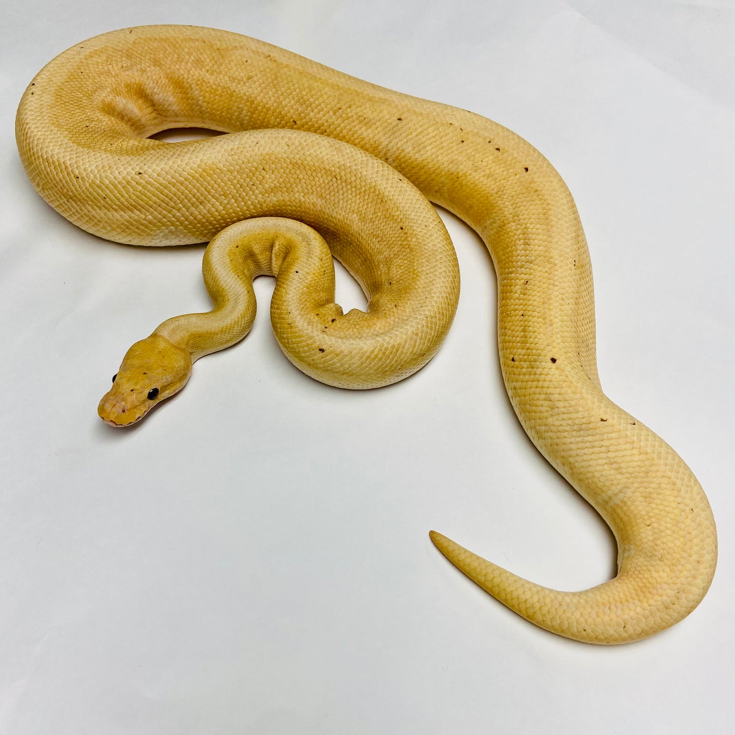 Adult Banana Lori Pinstripe Ball Python- Male
