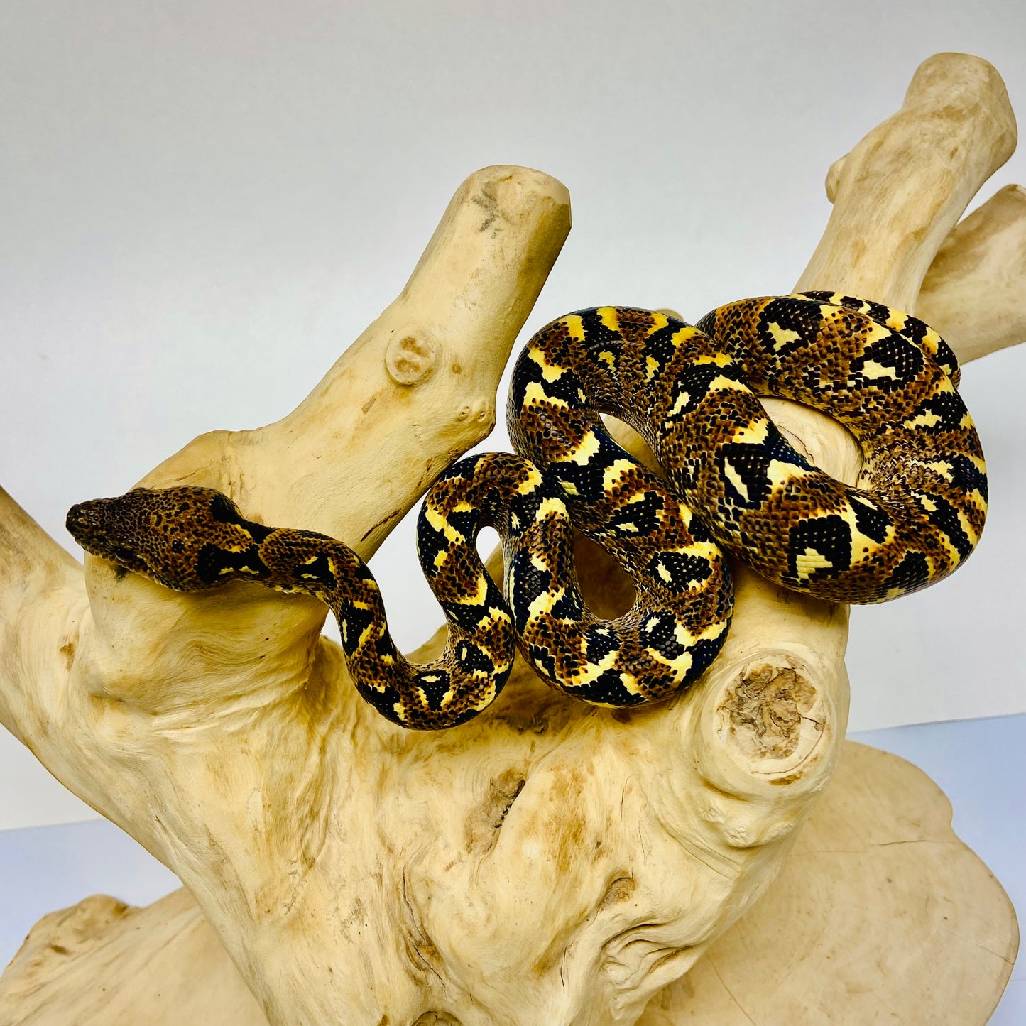 PAIR Madagascar Sanzinia Tree Boa Male Female 2025-1