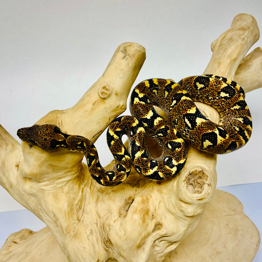 PAIR Madagascar Sanzinia Tree Boa Male Female 2025-1