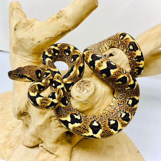 PAIR Madagascar Sanzinia Tree Boa Male Female 2025-2