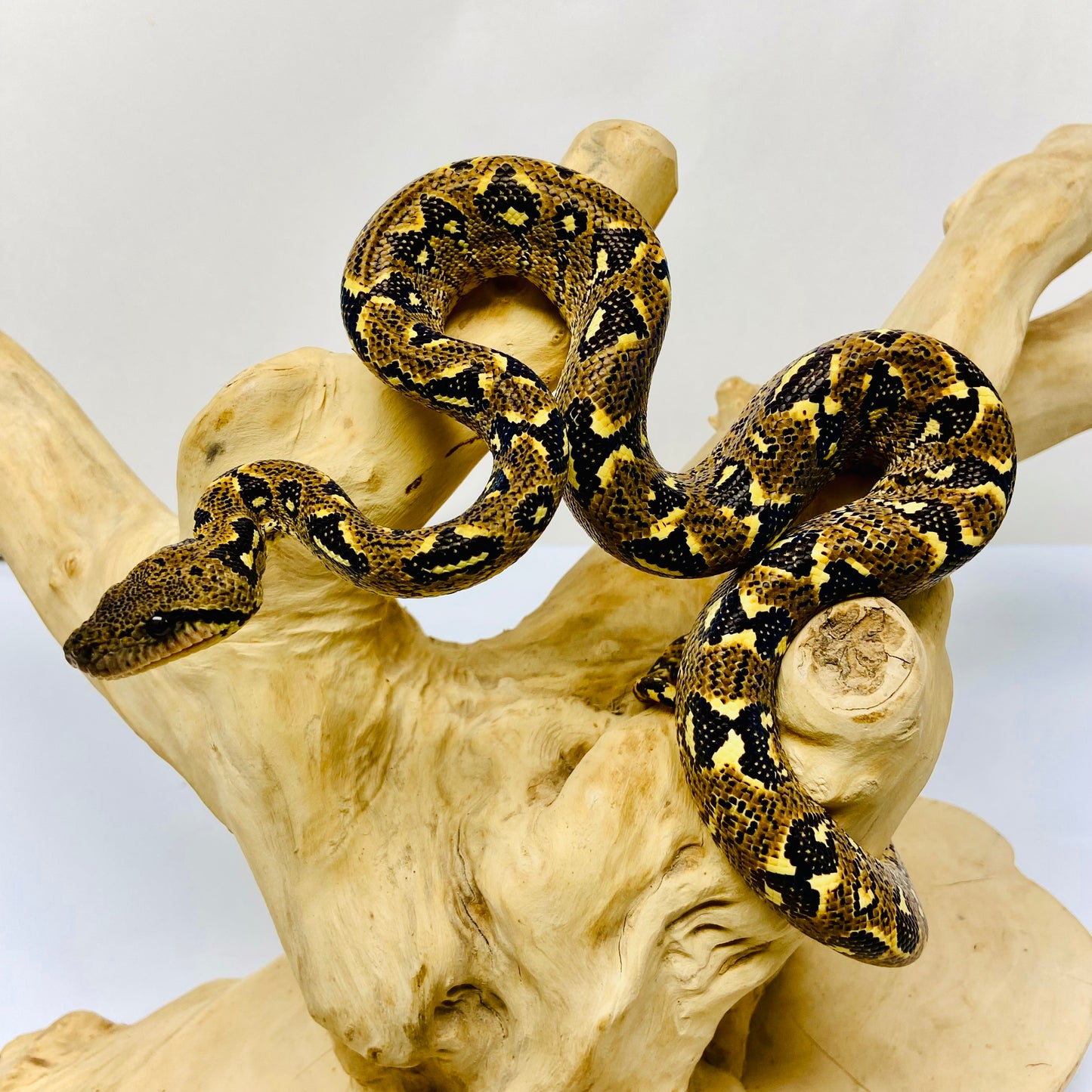 PAIR Madagascar Sanzinia Tree Boa Male Female 2025-3