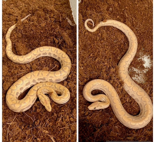 Pair T+ Albino Colombian Rainbow Boas Male & Female 2025