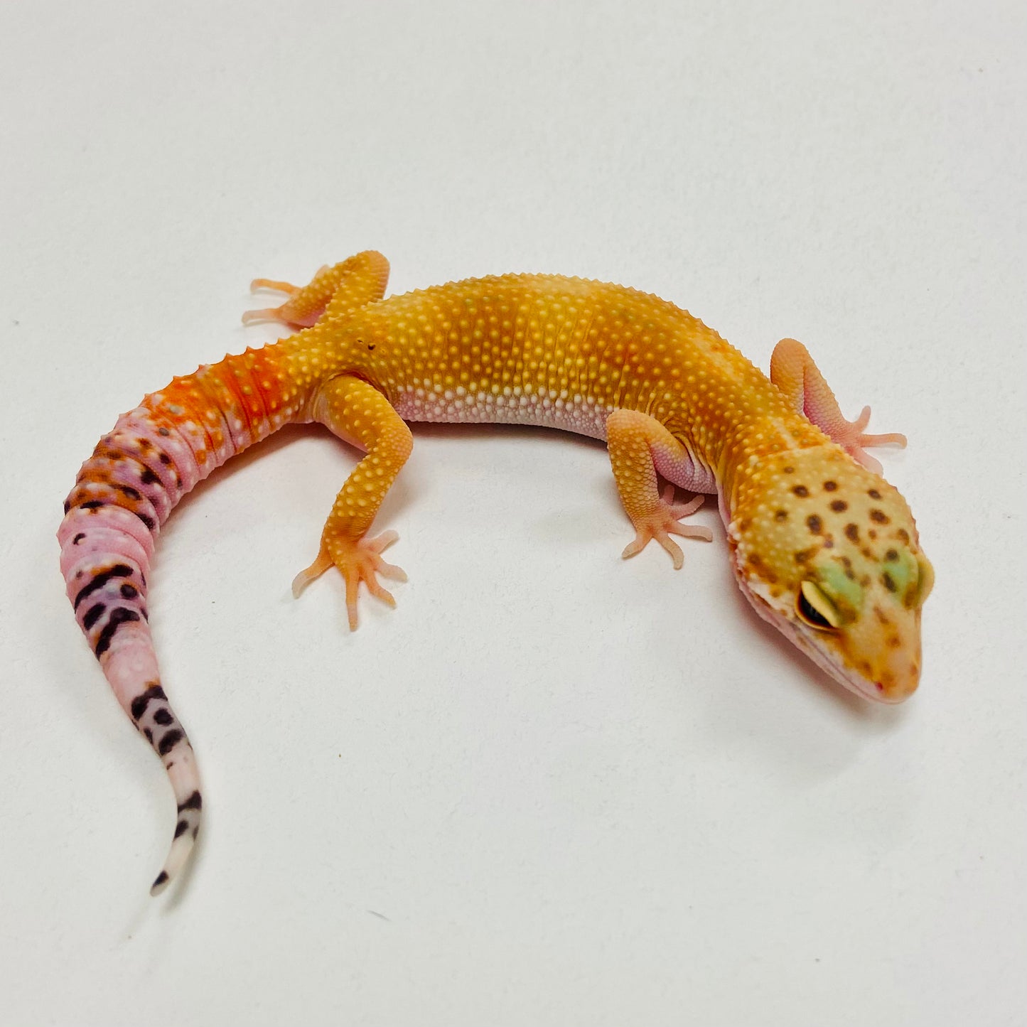 Super Hypo Tangerine Leopard Gecko 2025-172