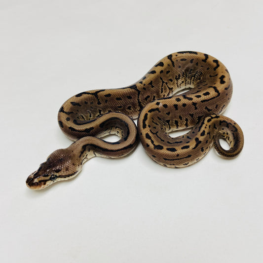 Lori Leopard Pinstripe Ball Python Male 2025M02