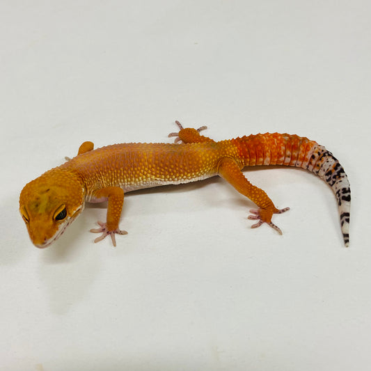 Hypo Tangerine Carrot Tail Leopard Gecko Male G-A3-90324-1