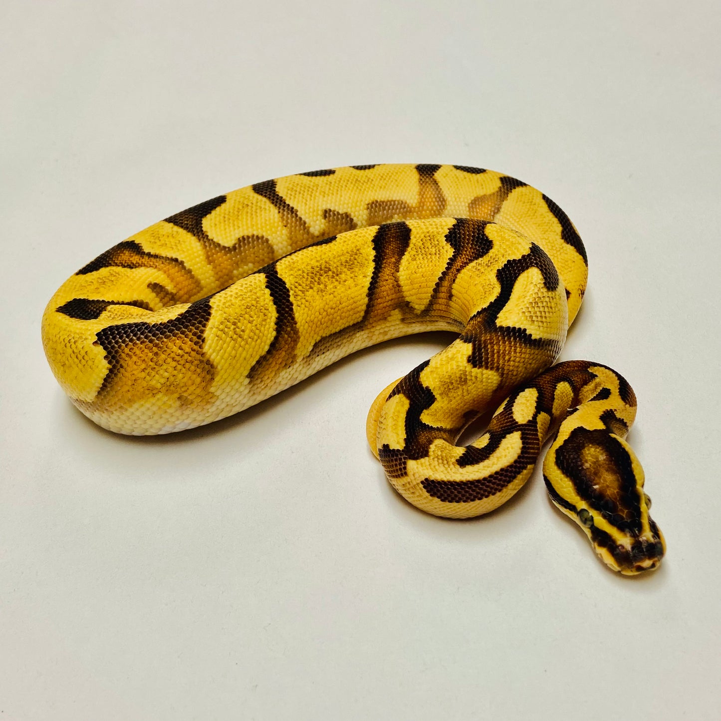 Enchi Leopard Yellowbelly Het Pied Ball Python Female 2025F01
