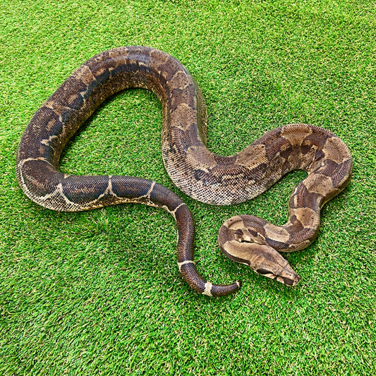 Hypo Het Leopard Boa Constrictor 2019 Male B06