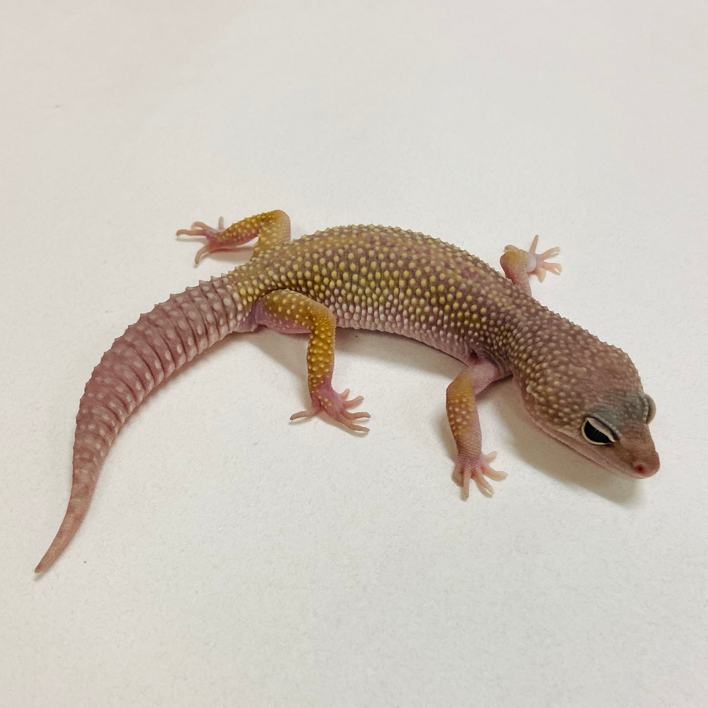 Murphy Patternless Pos MS Leopard Gecko Male 2025-211