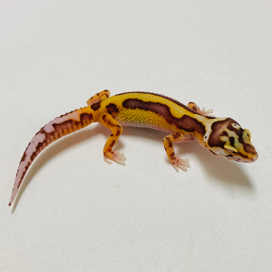 Bold Bell Leopard Gecko 2025-018