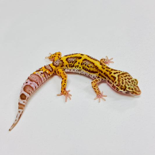 Bold Bell Leopard Gecko 2025-153