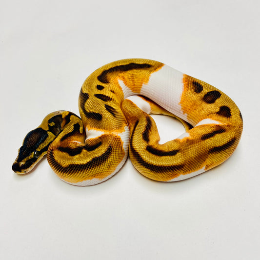 Orange Dream Pied Ball Python Female 2025F02