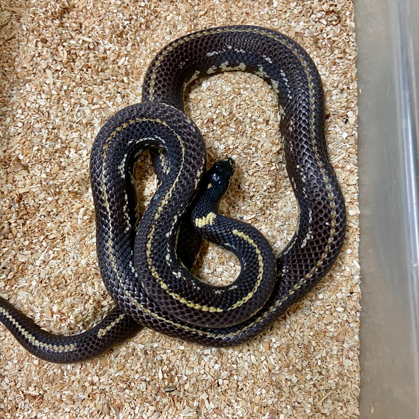 Het Lavender Snow California Kingsnake 2022 Male M02