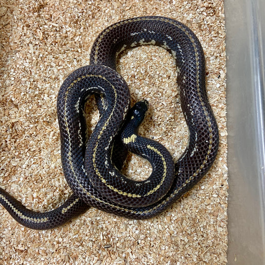Het Lavender Snow California Kingsnake 2022 Male M02