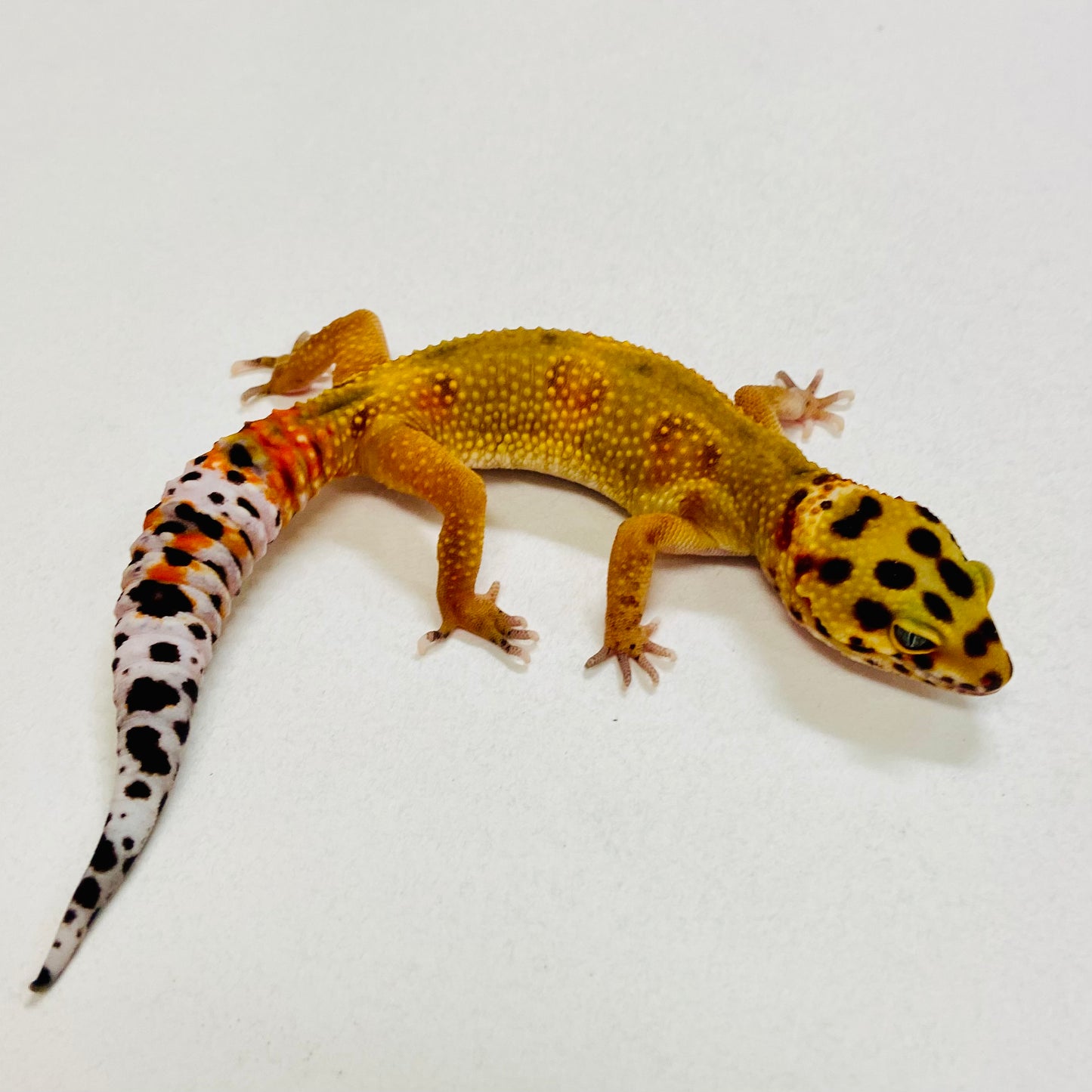 Citrine Leopard Gecko Male 2025-114