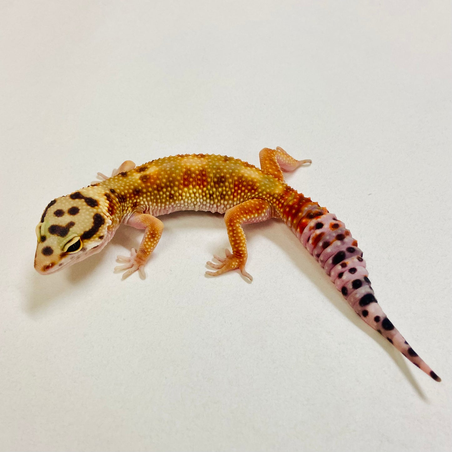 Citrine Leopard Gecko Female 2025-081