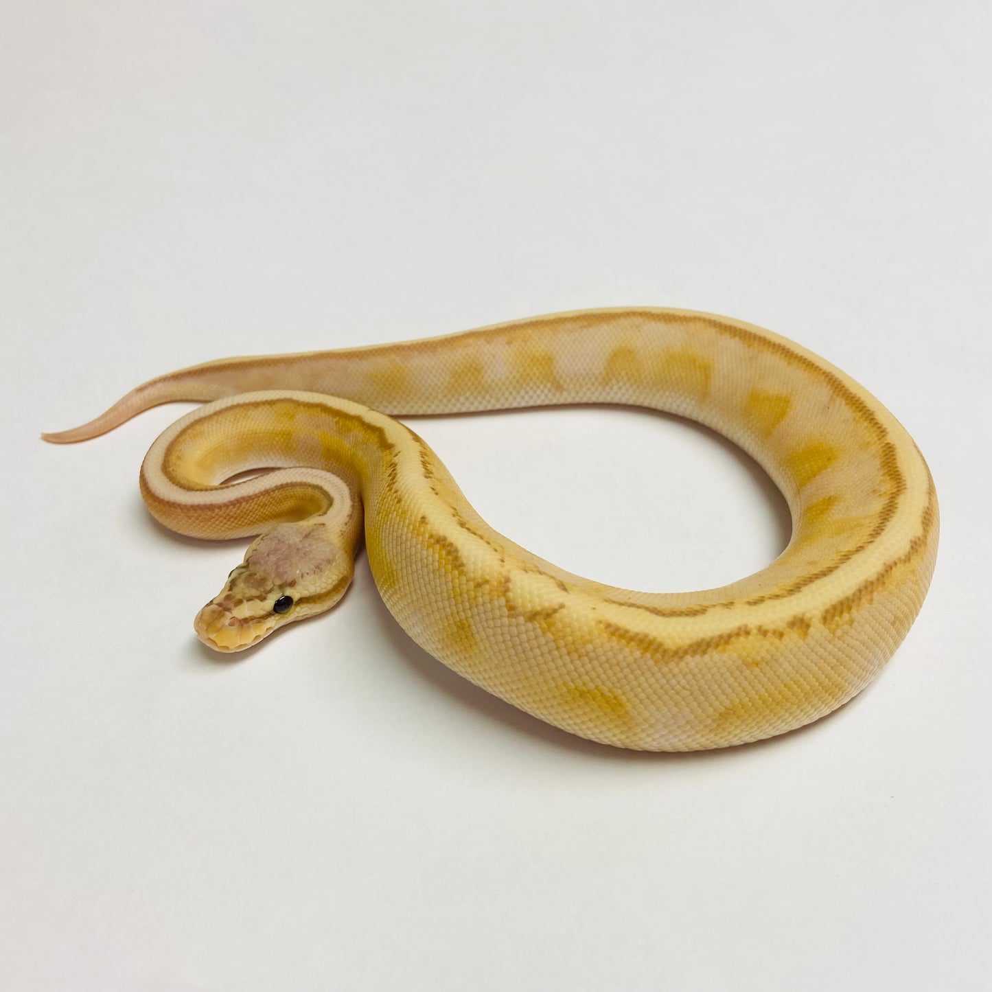 Banana Pastel Genetic Stripe Ball Python - Male #2023M04
