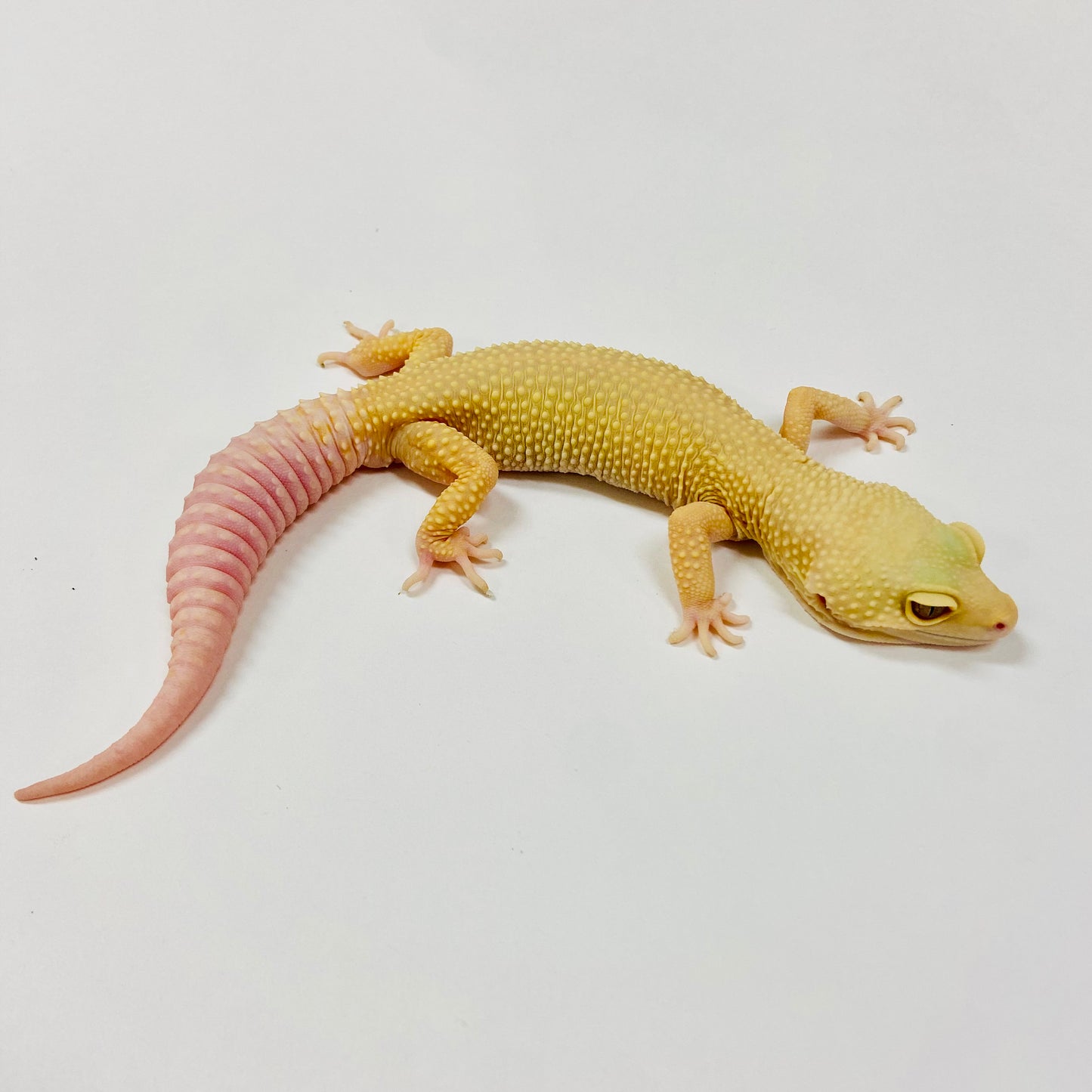 Adult Group 2.1 Tremper Super Snow Murphy Patternless Leopard Gecko LBG-16