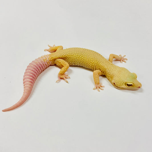 Adult Group 2.1 Tremper Super Snow Murphy Patternless Leopard Gecko LBG-16
