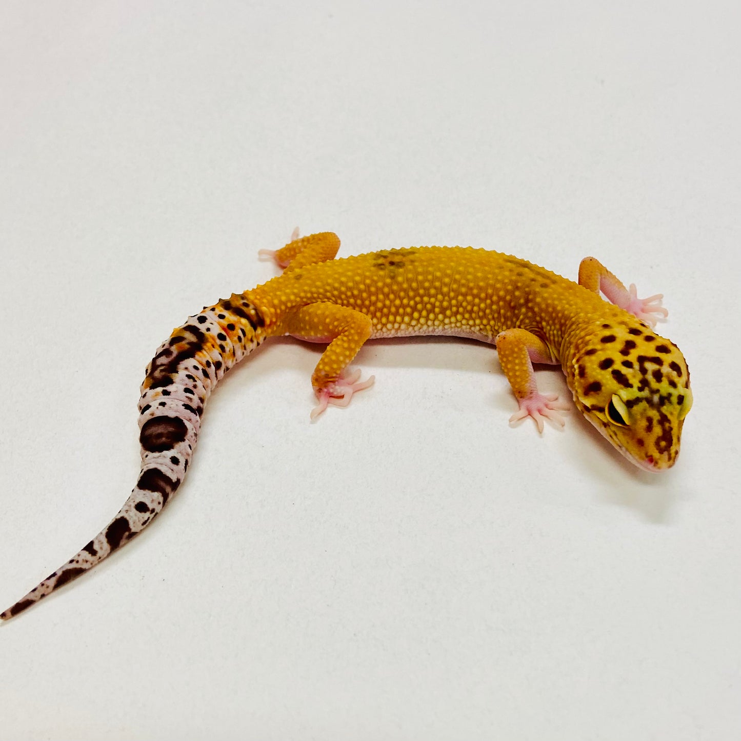 Tremper Tangerine Leopard Pos Female Gecko 2025-113