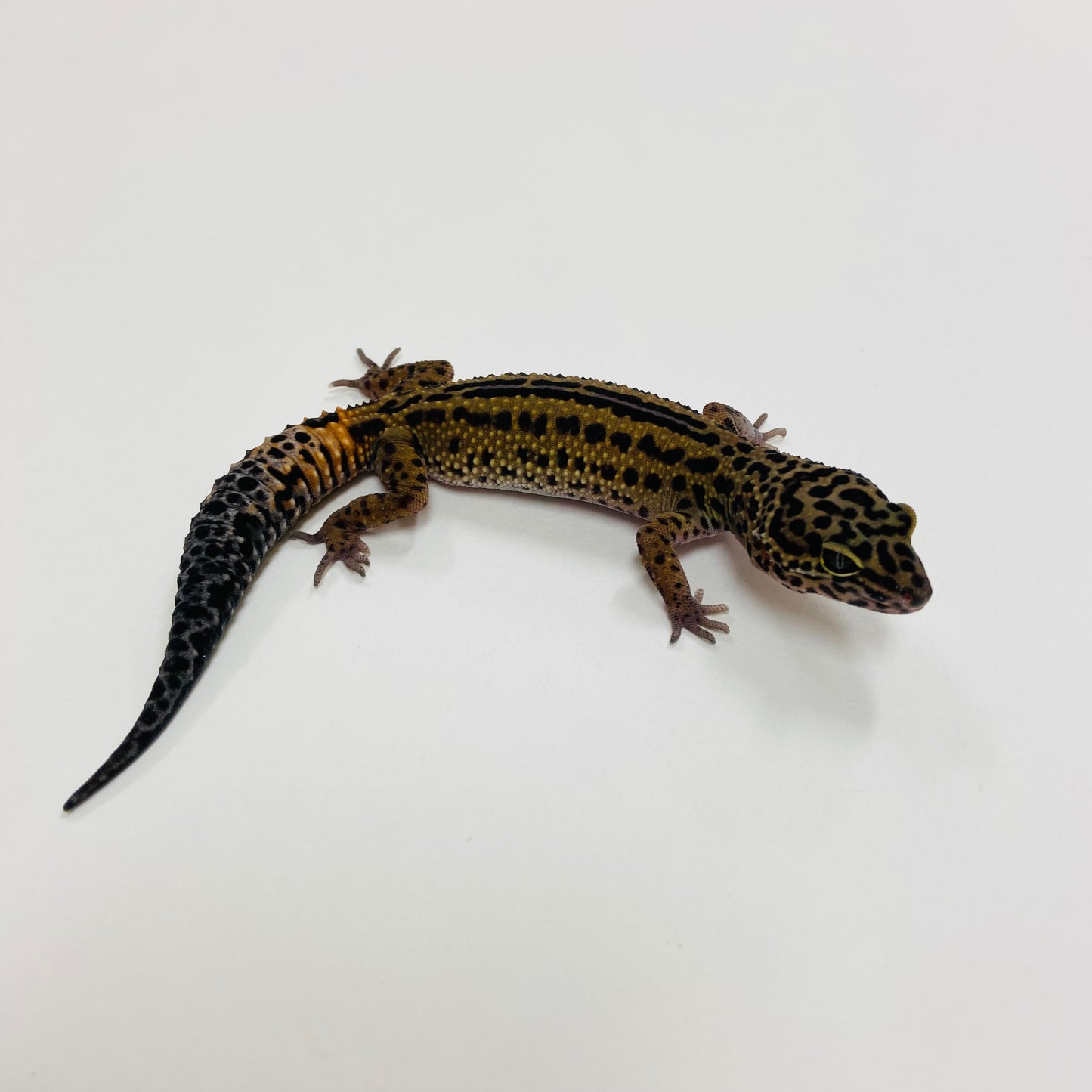 Dark Mack Snow Reverse Stripe Leopard Gecko 2025-078
