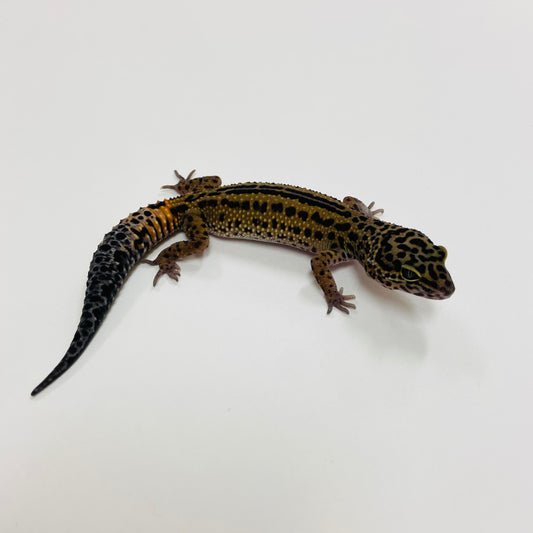 Dark Mack Snow Reverse Stripe Leopard Gecko 2025-078