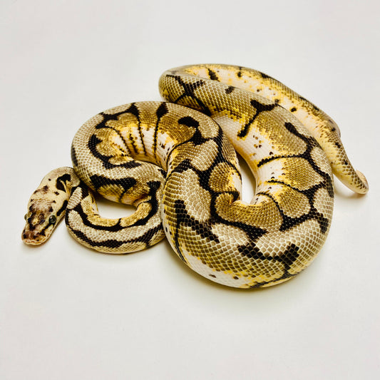 Bumblebee Ball Python Male 2023M01