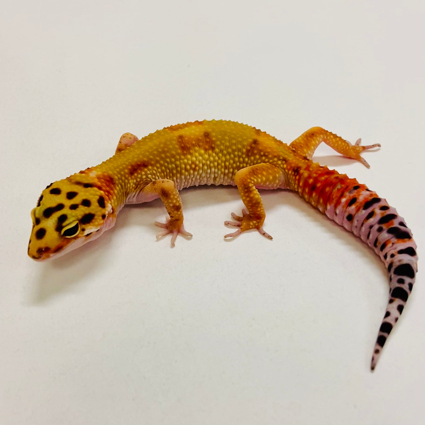 Citrine Leopard Gecko Female 2025-083