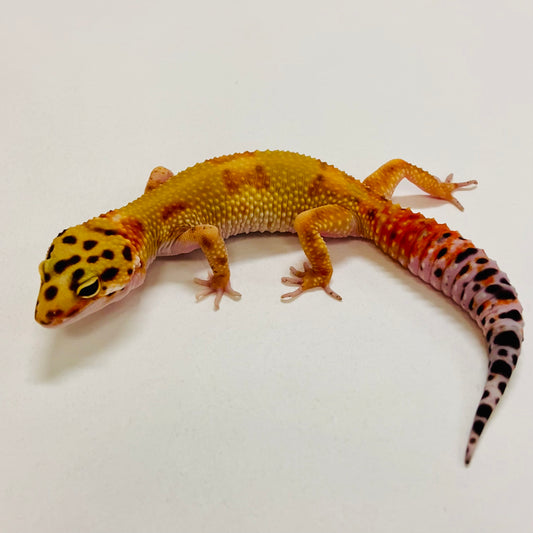 Citrine Leopard Gecko Female 2025-083