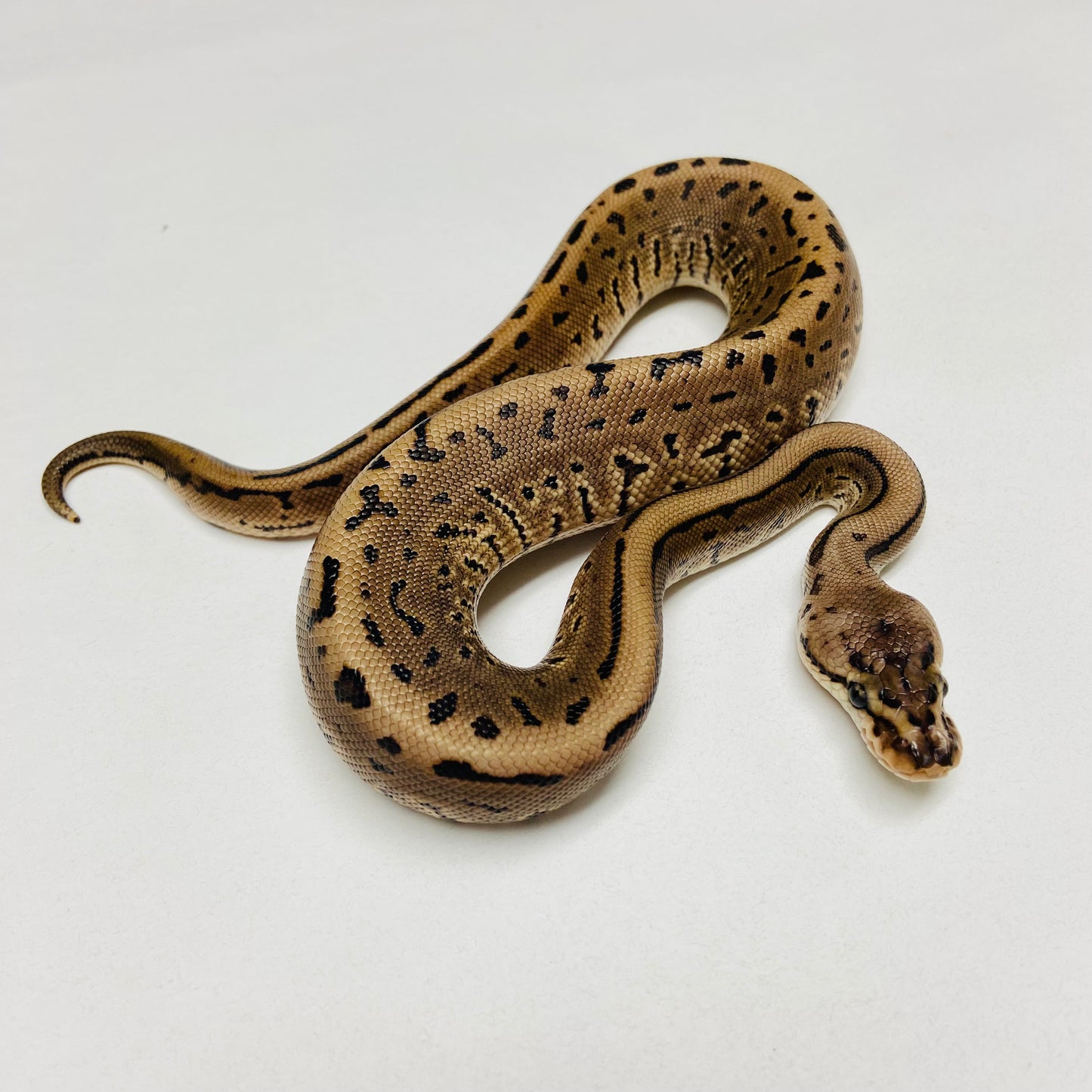 Lori Leopard Pinstripe Ball Python Male 2025M01