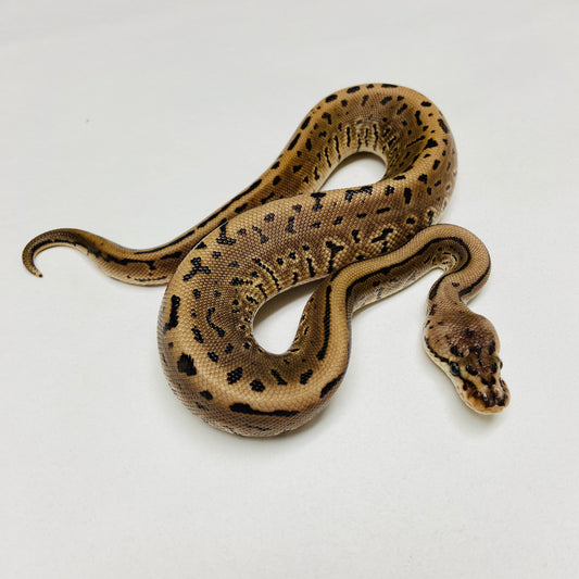 Lori Leopard Pinstripe Ball Python Male 2025M01