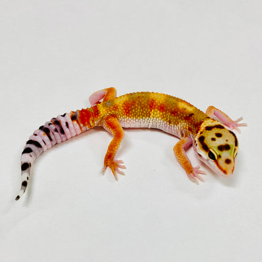 Citrine Leopard Gecko 2025-081