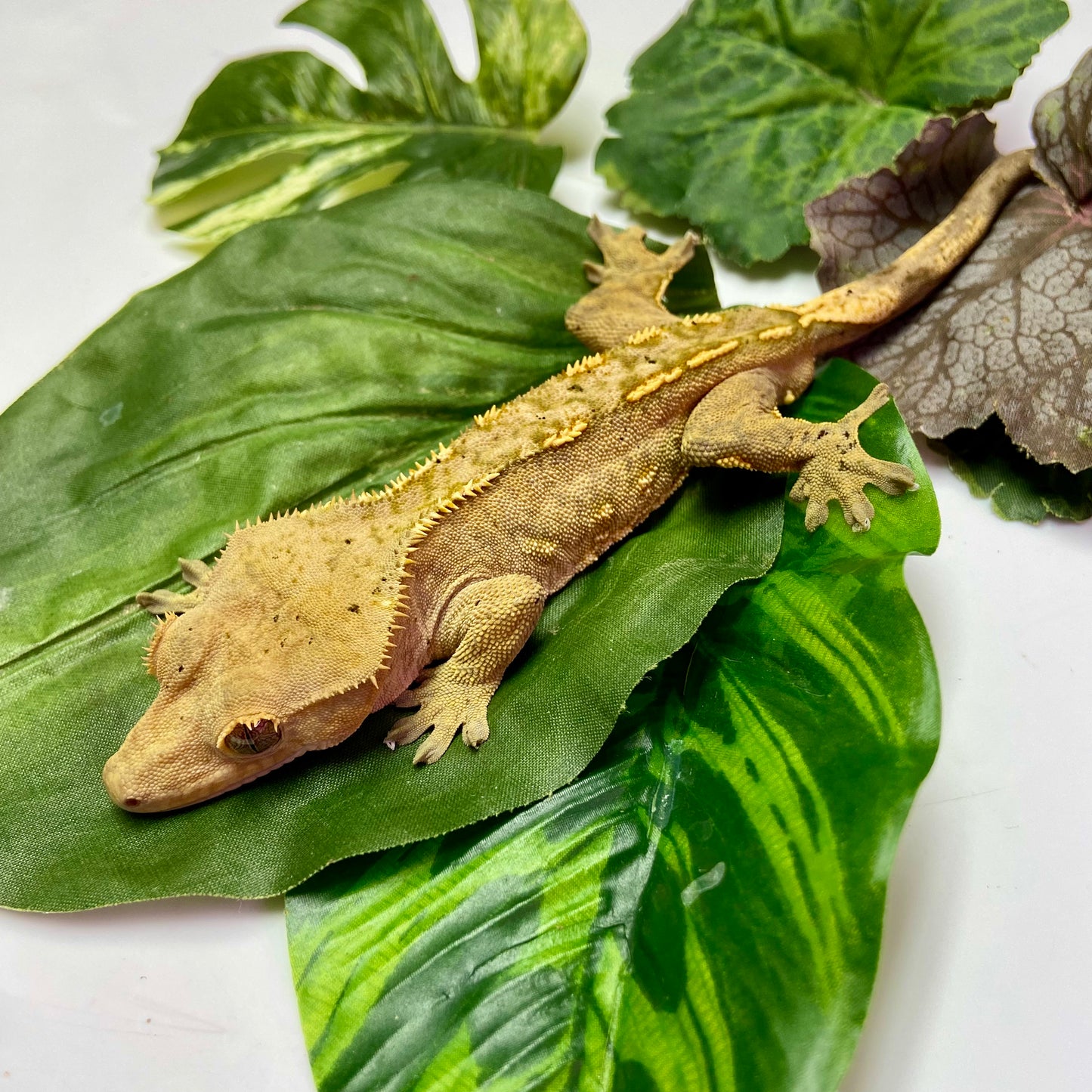 Flame Dalmatian Crested Gecko 2023 Male 52423-5
