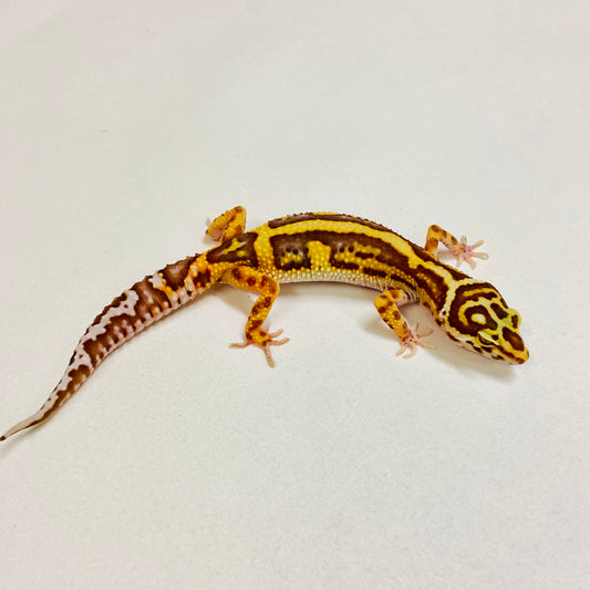 Bold Bell Leopard Gecko Female 2025-208