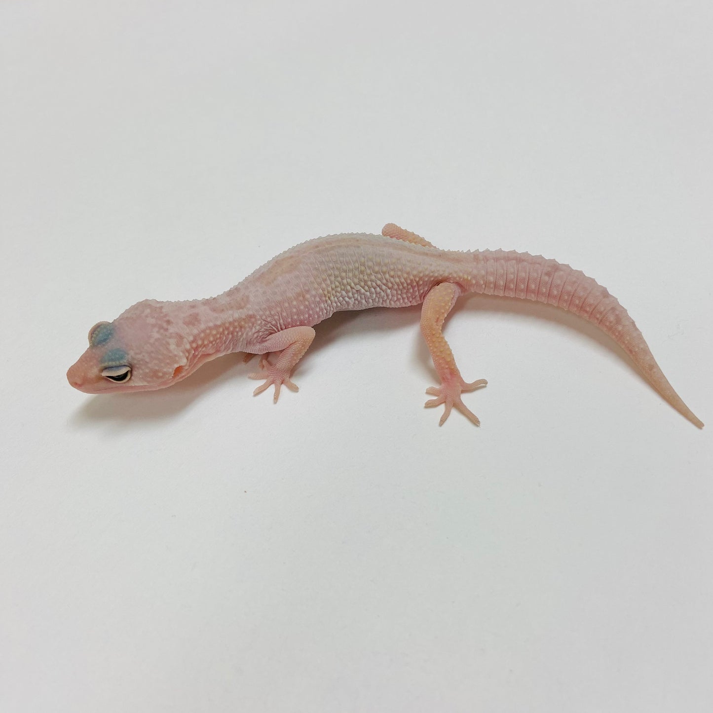 Murphy Patternless Pos MS Leopard Gecko Male 2025-036