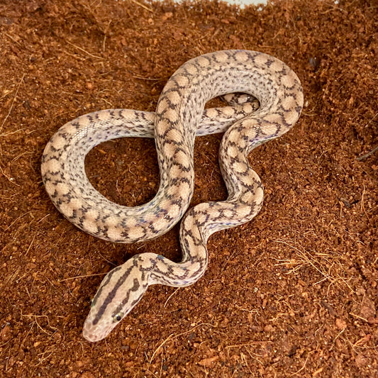 Colombian Rainbow Boa 2025 Male M07