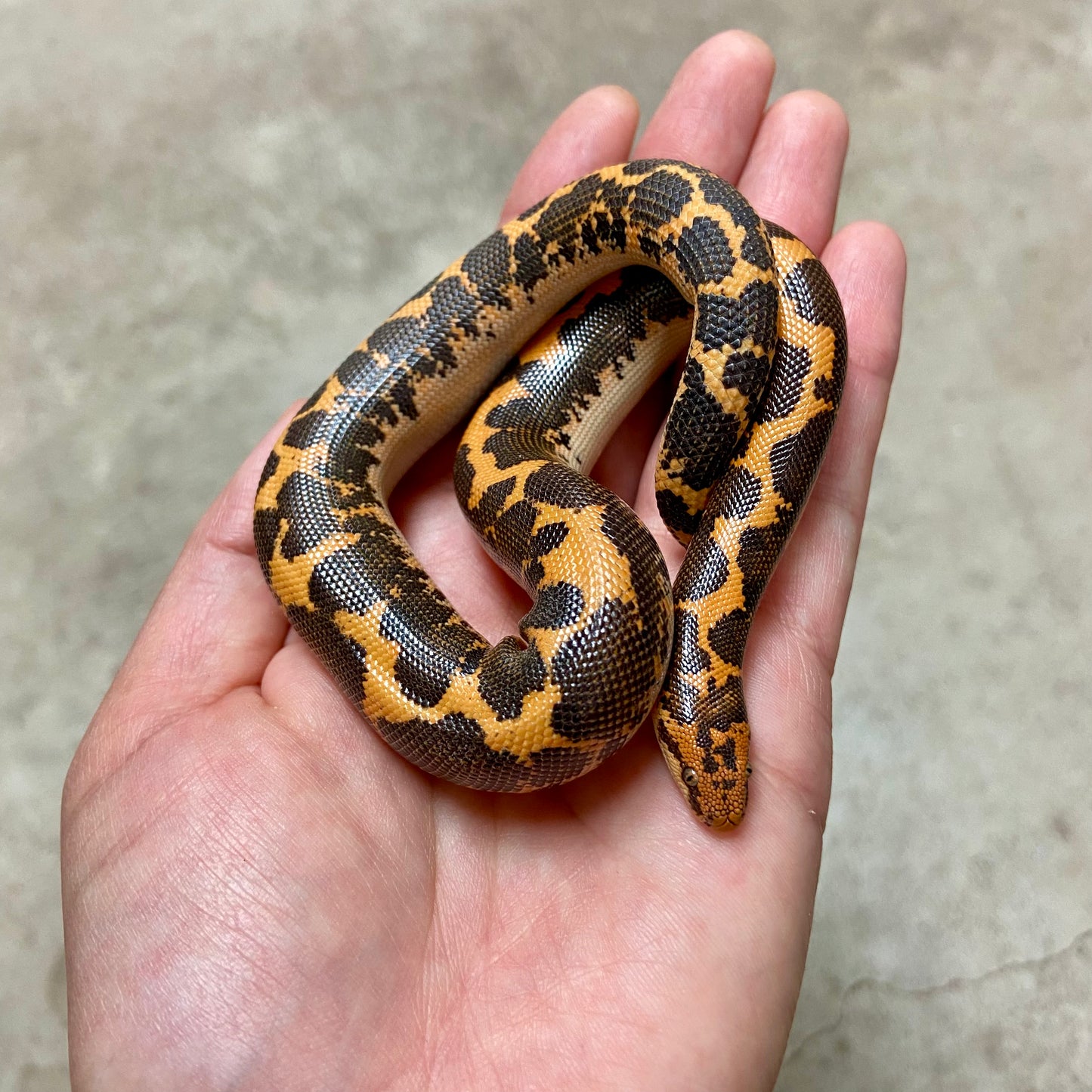 Kenyan Sand Boa Male 2024M08