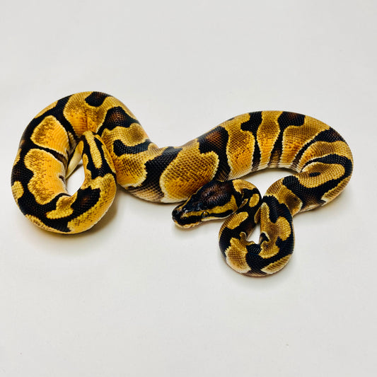 Enchi Orange Dream Het Pied Ball Python Female 2025F01