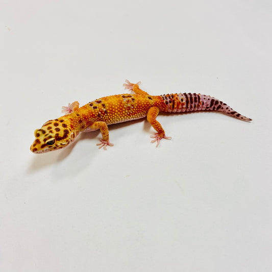 Tangerine Raptor Leopard Gecko Female I-B5-60523-1