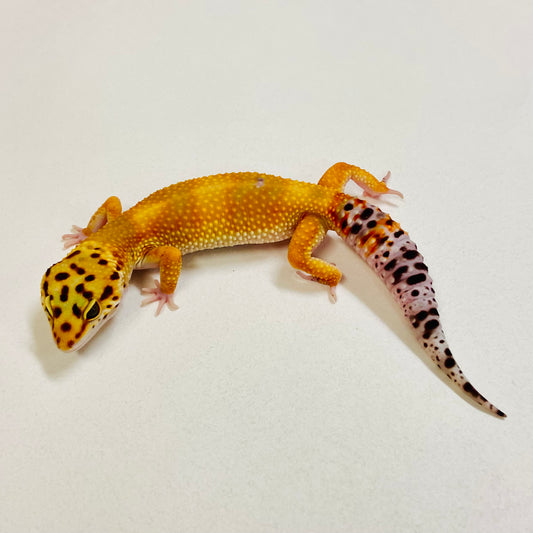 Hypo Tangerine Leopard Gecko Female 2025-203
