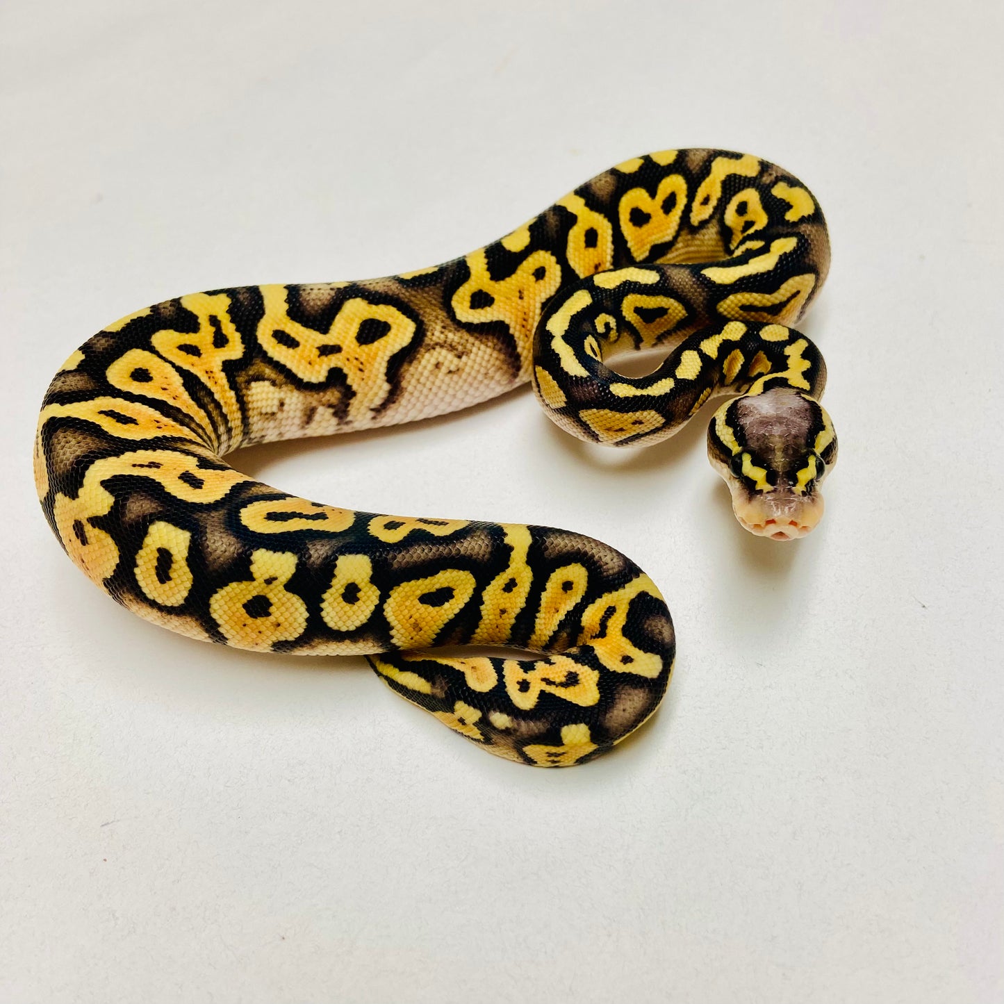 Super Pastel Het Clown Ball Python Female 2025F03