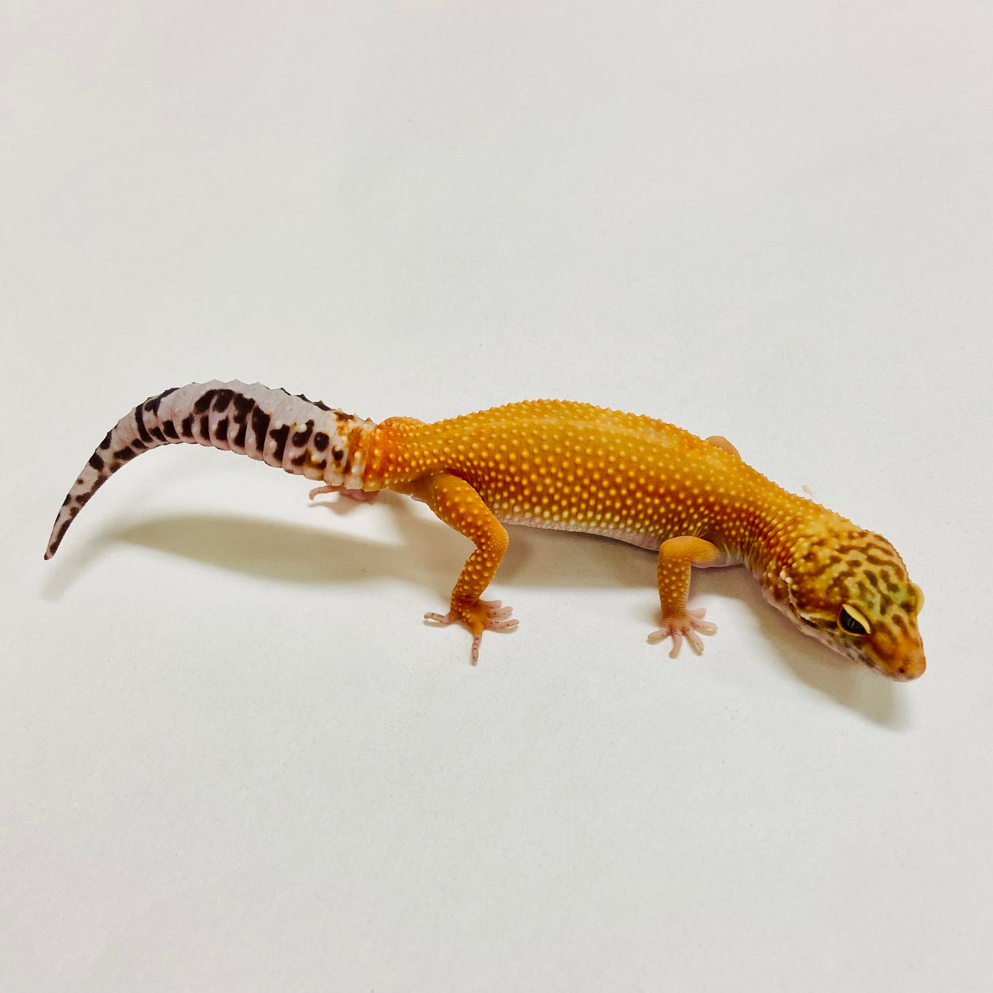 Dark Tangerine Leopard Gecko Female 2025-224