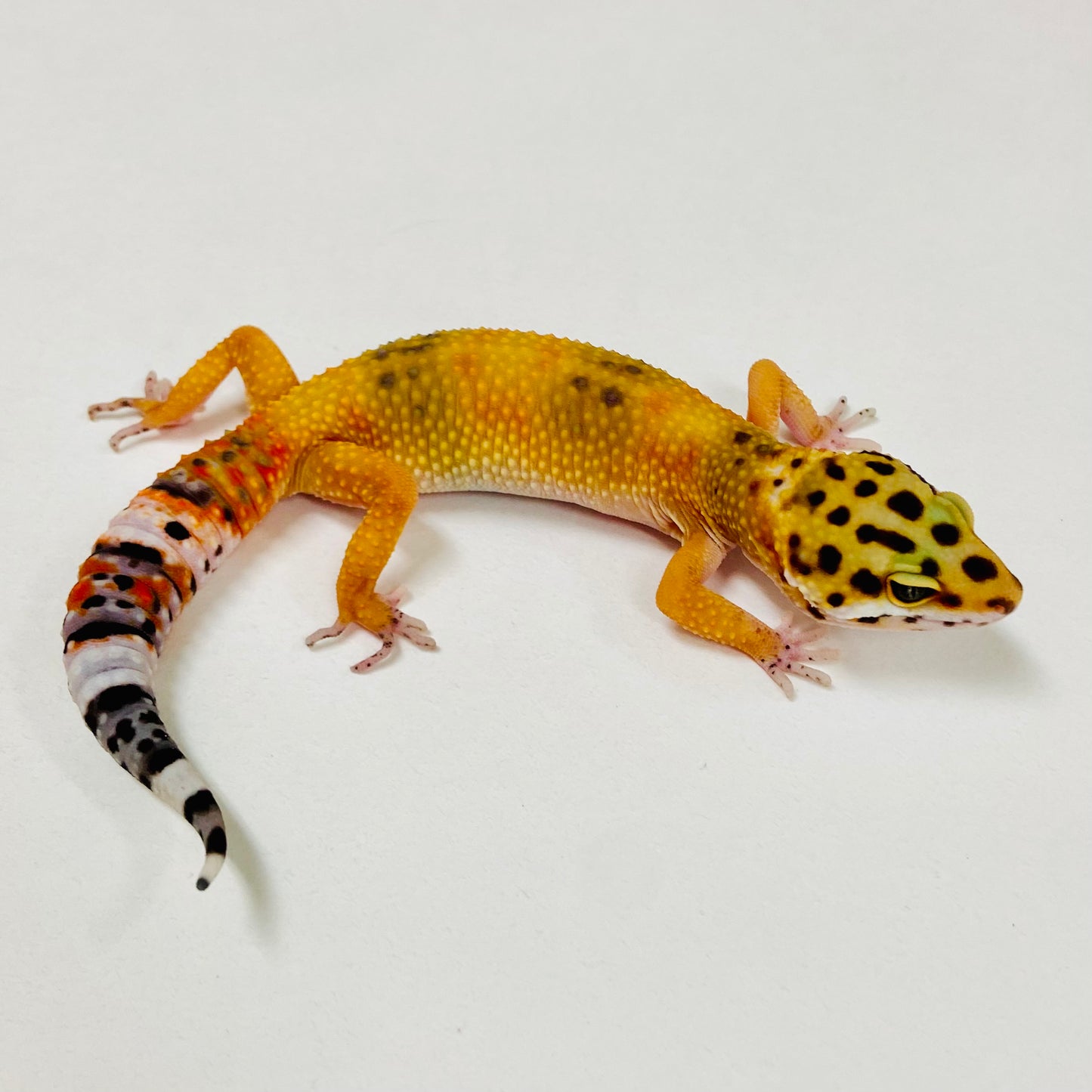 Tangerine Leopard Gecko 2025-104