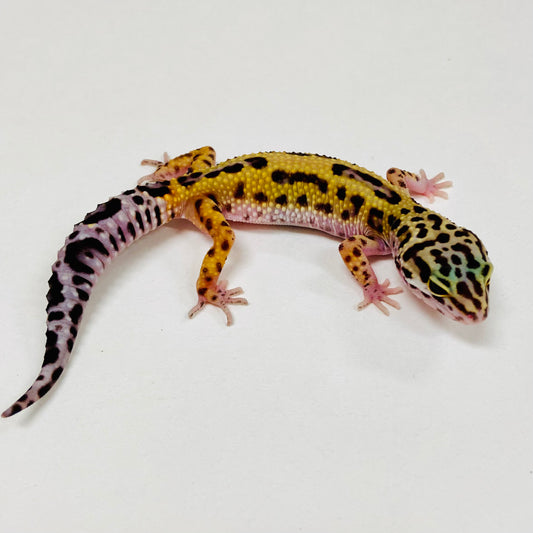 Bold Mack Snow Leopard Gecko 2025-089