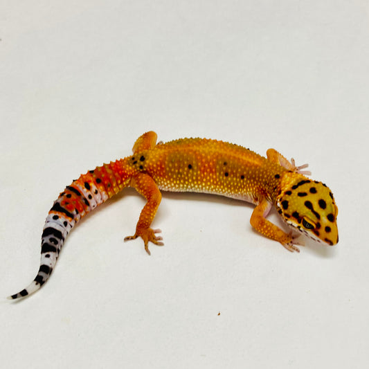 Tangerine Carrot Tail Leopard Gecko Female A-A2-12524-1