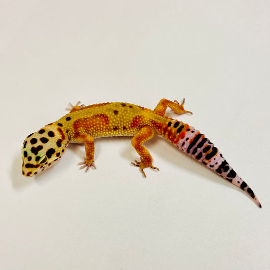 Citrine Leopard Gecko Male 2025-061