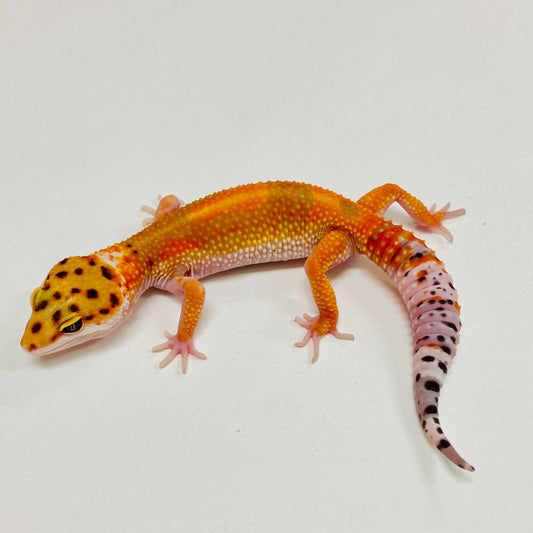 Dark Tangerine Leopard Gecko 2025-173