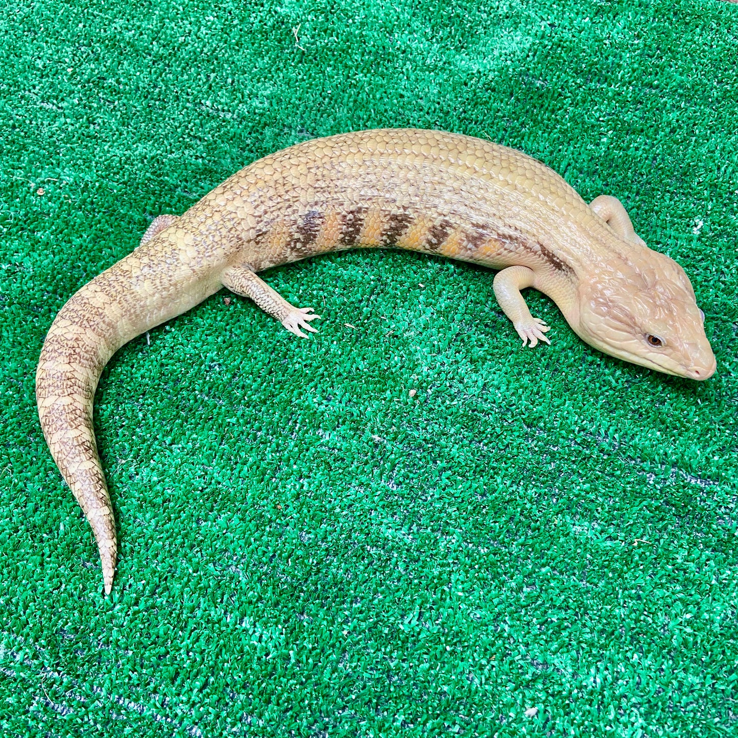 Blue Tongued Skink- Adopt BTS01