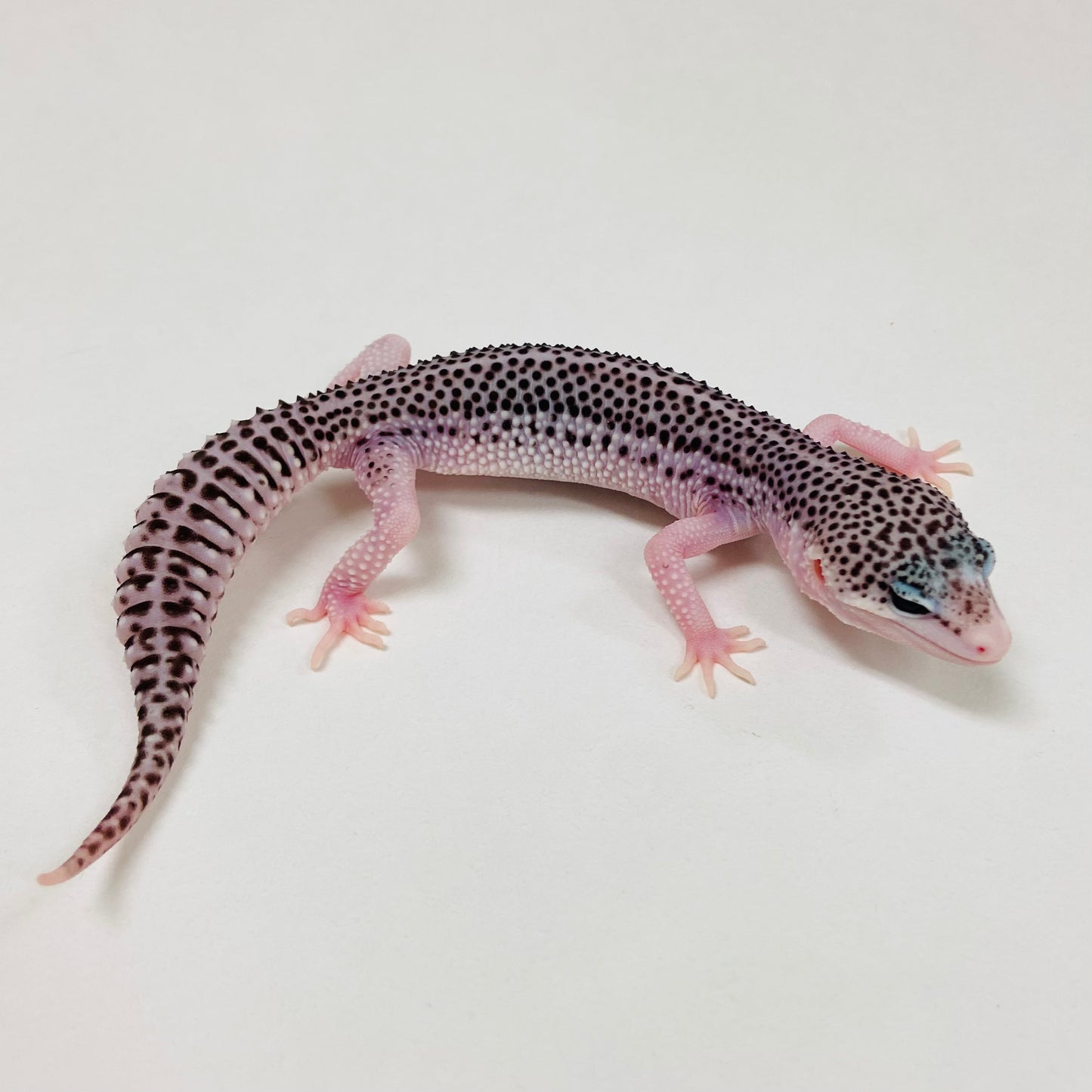 Galaxy Leopard Gecko Male 2025-085