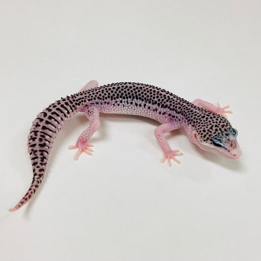 Galaxy Leopard Gecko Male 2025-085